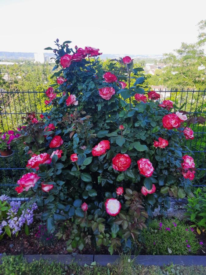 Apartment Rheinblick *